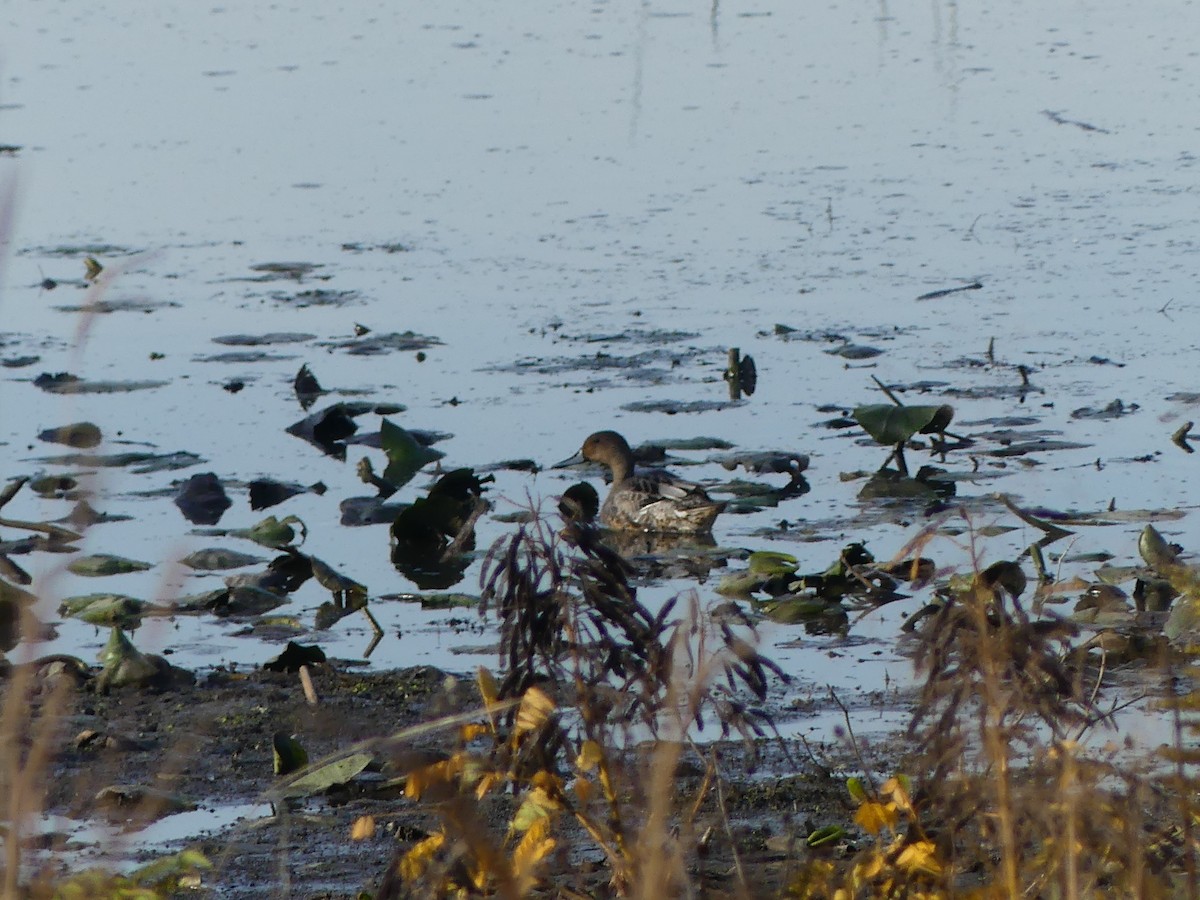 Northern Pintail - ML642820265