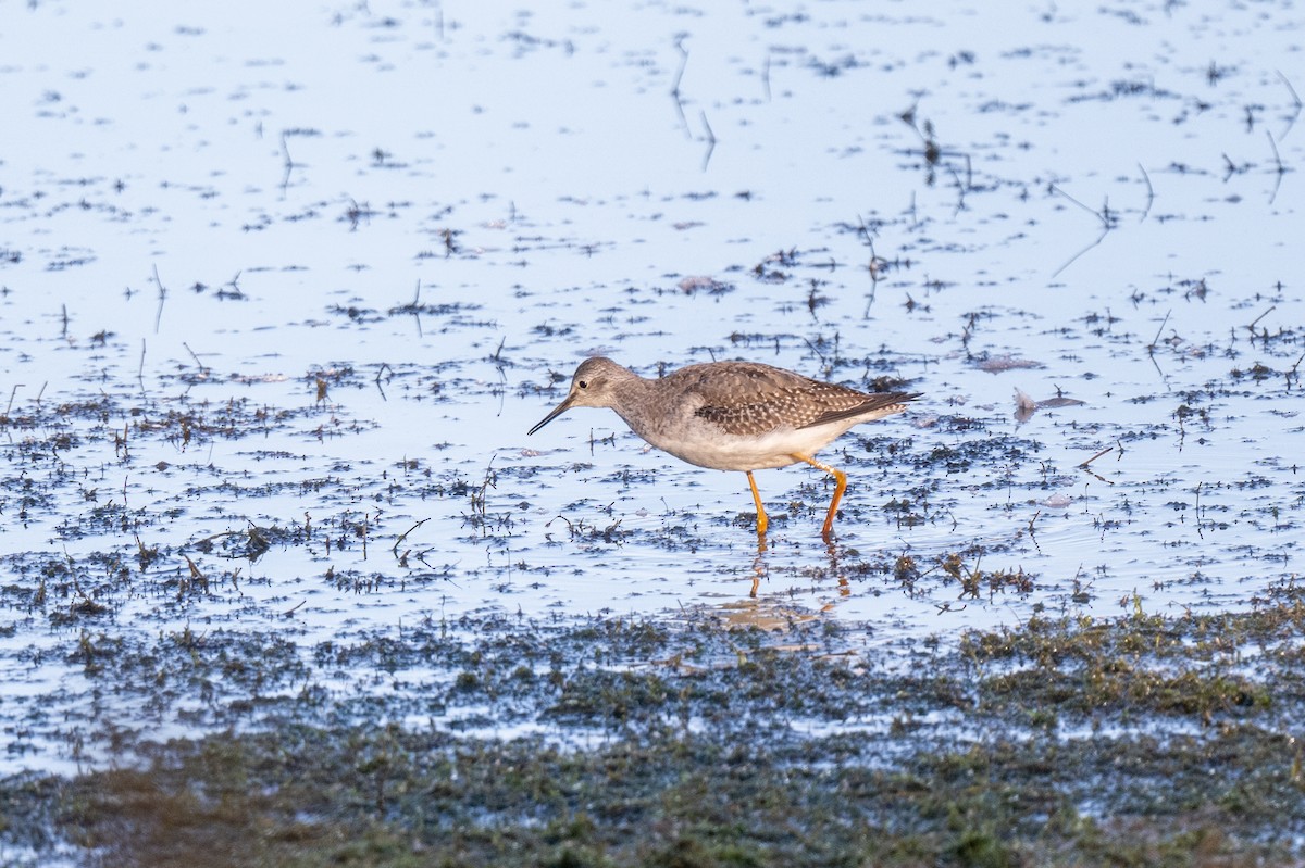 Lesser Yellowlegs - ML642820266
