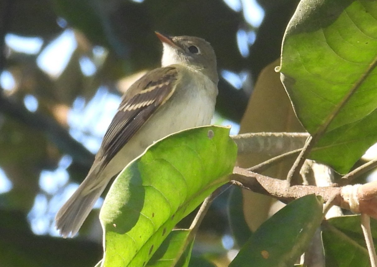 Alder Flycatcher - ML642820269