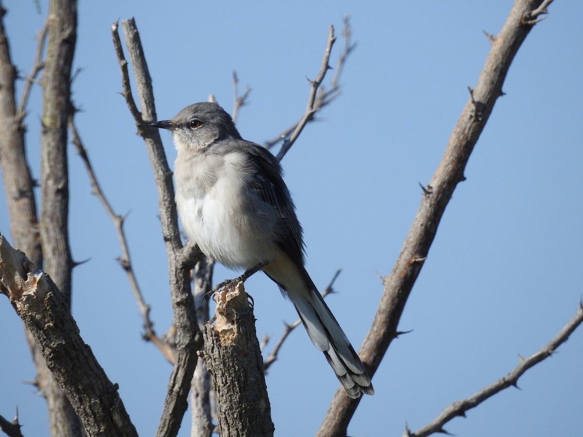 Northern Mockingbird - ML642820270