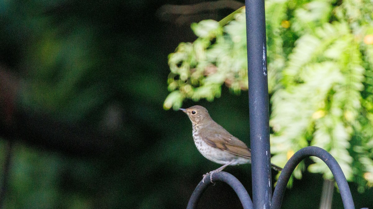 Swainson's Thrush - ML642820271