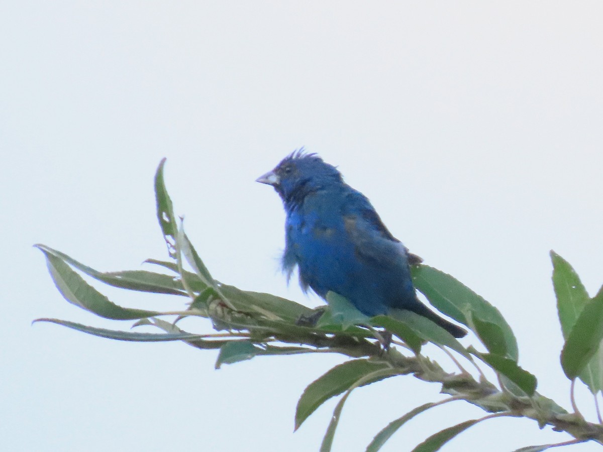 Indigo Bunting - ML642820273