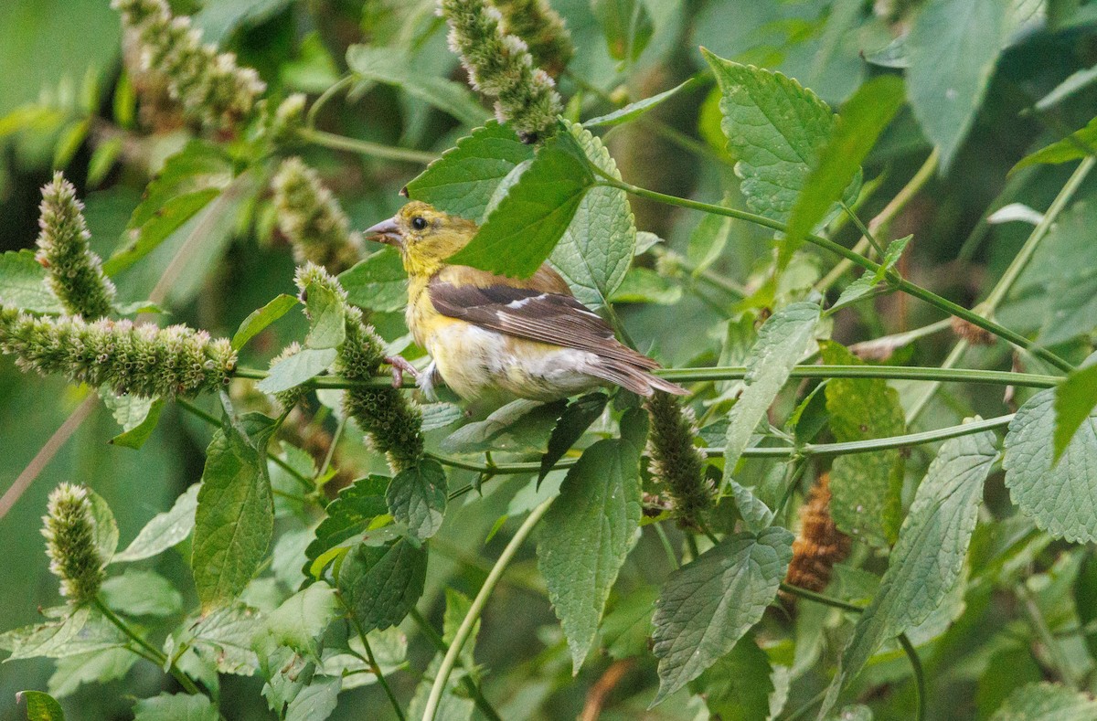 American Goldfinch - ML642820280