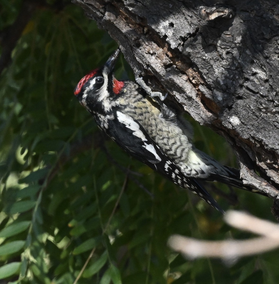 Red-naped Sapsucker - ML642820281