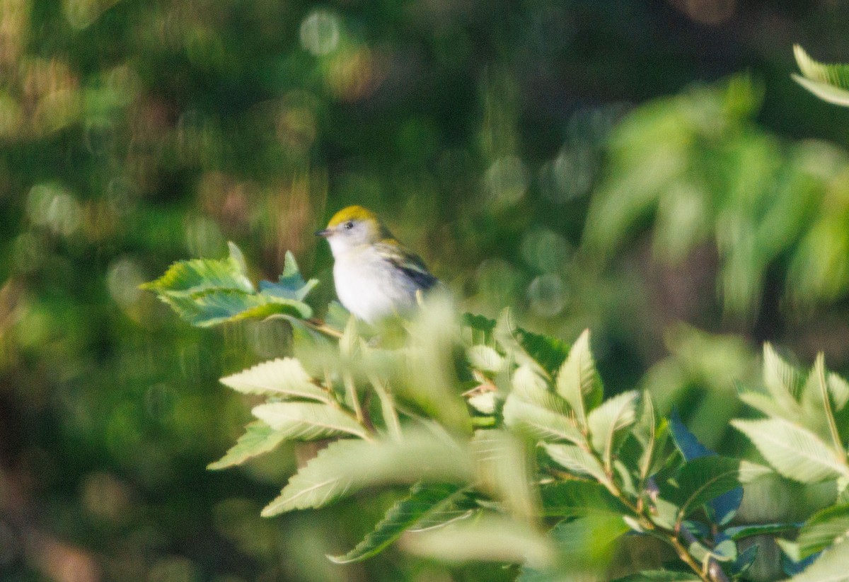 Chestnut-sided Warbler - ML642820287