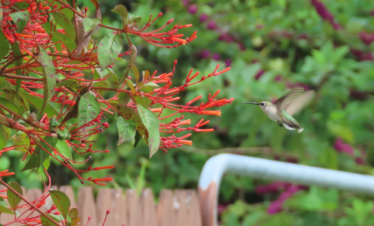 Ruby-throated Hummingbird - ML642820293