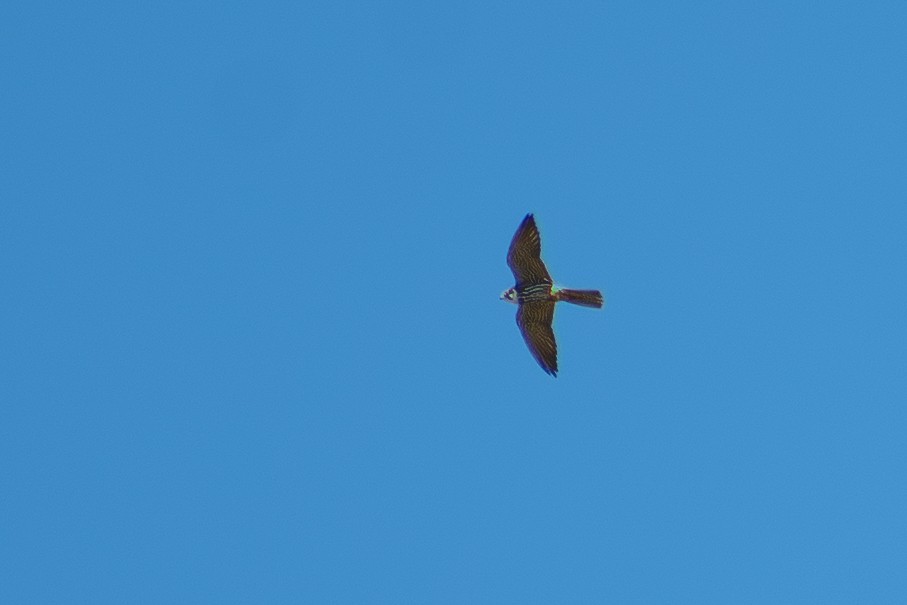 Чеглок - ML642820297