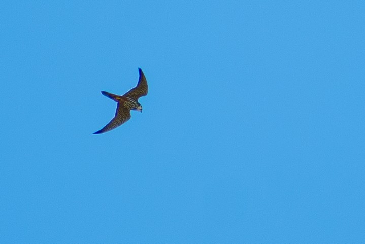 Чеглок - ML642820298