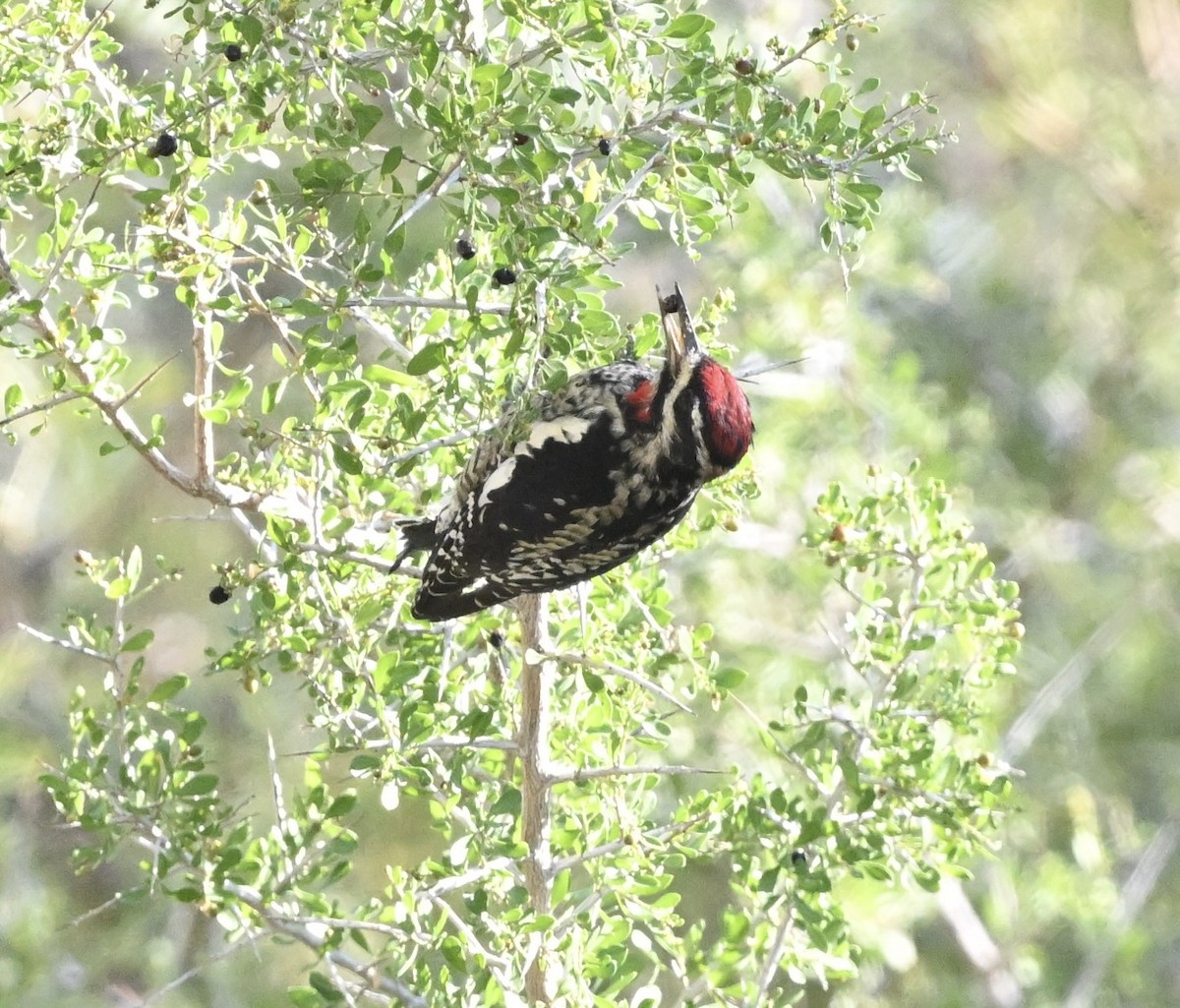 Red-naped Sapsucker - ML642820301