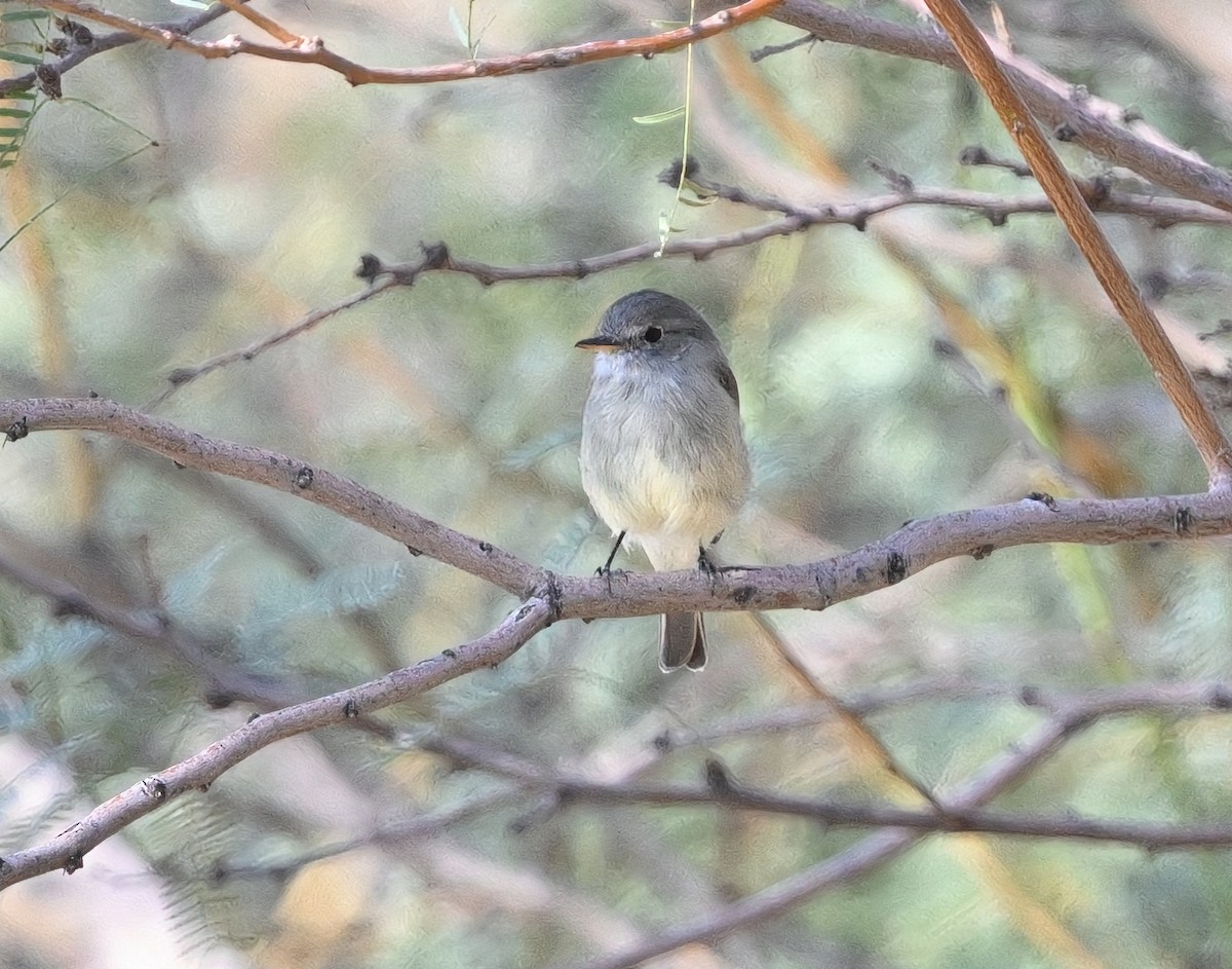Gray Flycatcher - ML642820306
