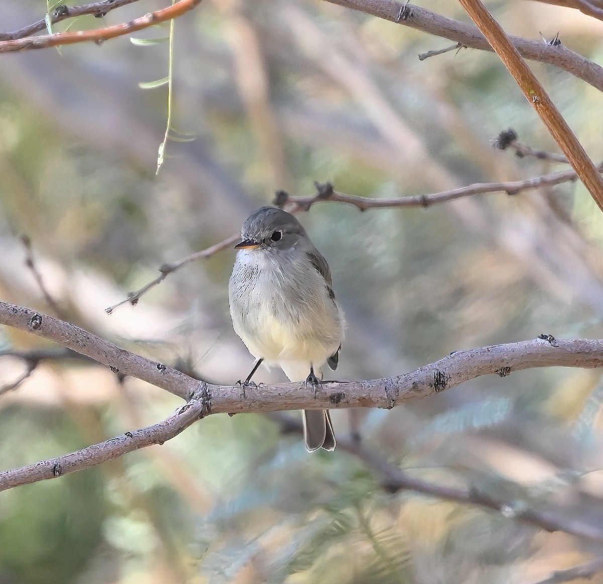 Gray Flycatcher - ML642820308