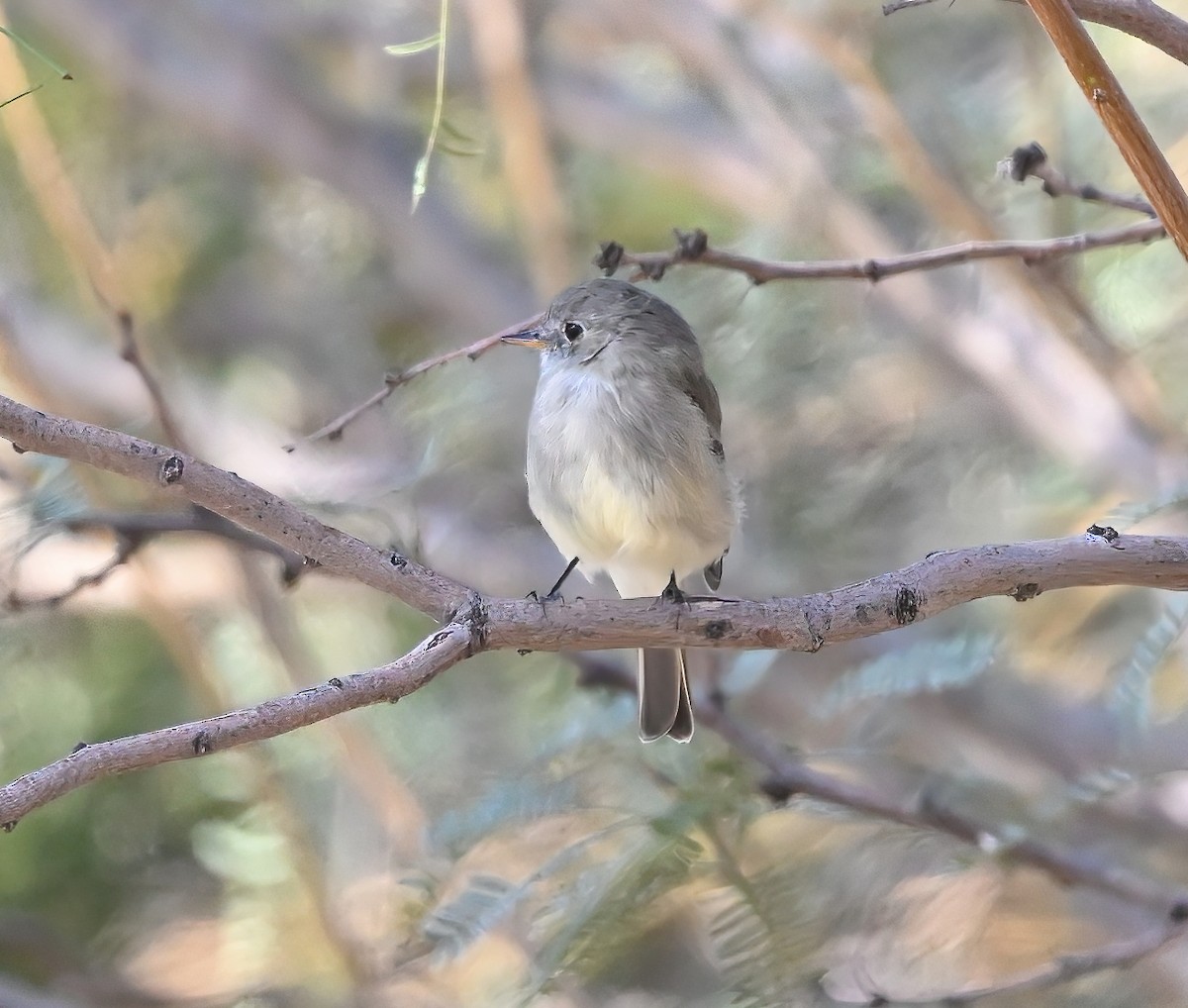 Gray Flycatcher - ML642820316