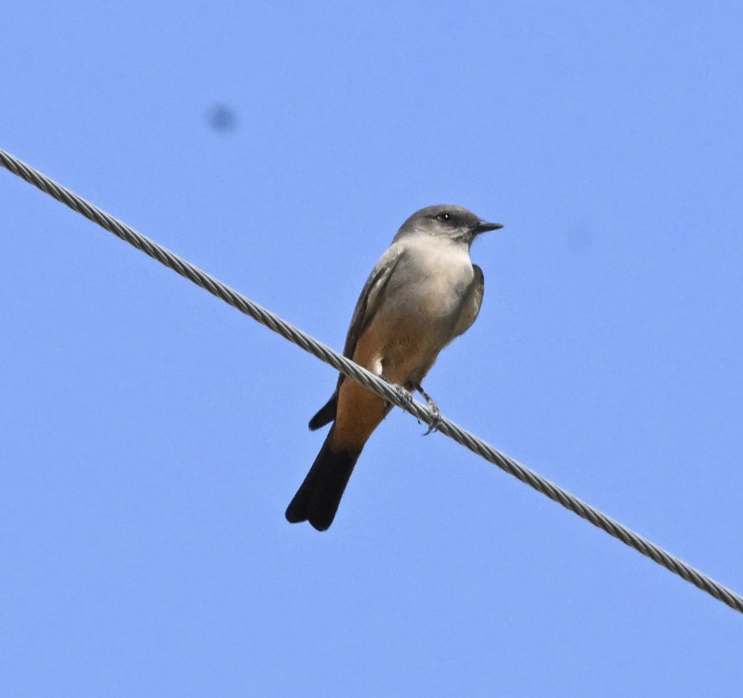 Say's Phoebe - ML642820329
