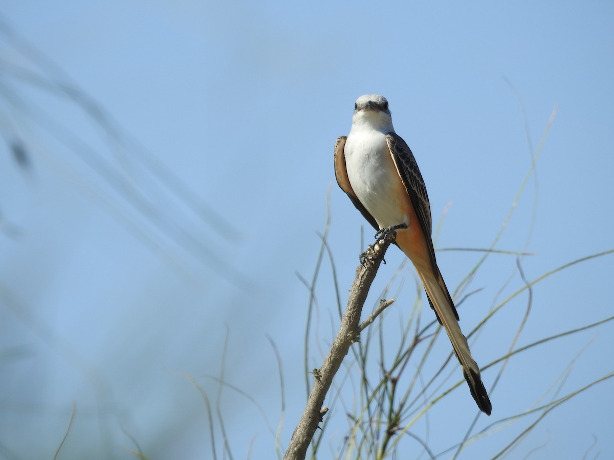 Scissor-tailed Flycatcher - ML642820342