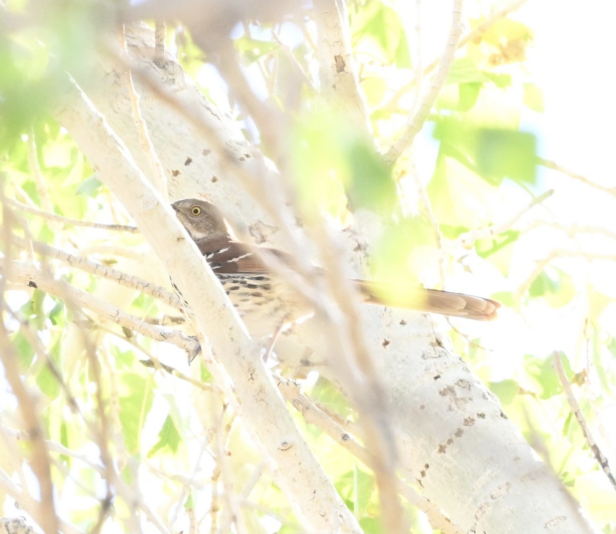 Brown Thrasher - ML642820349