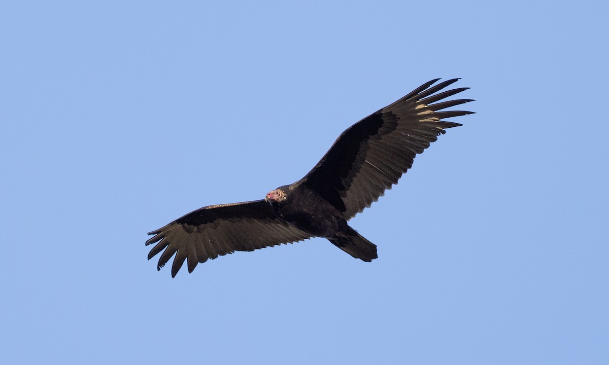Urubu à tête rouge - ML642820353