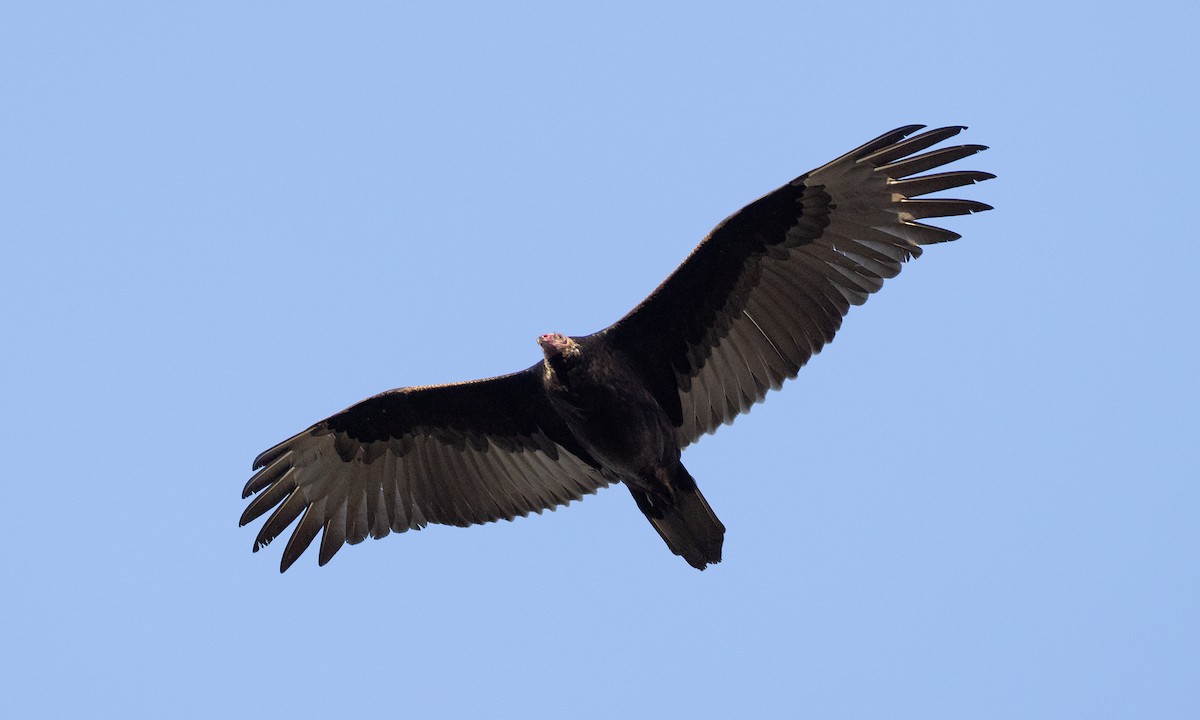 Urubu à tête rouge - ML642820354