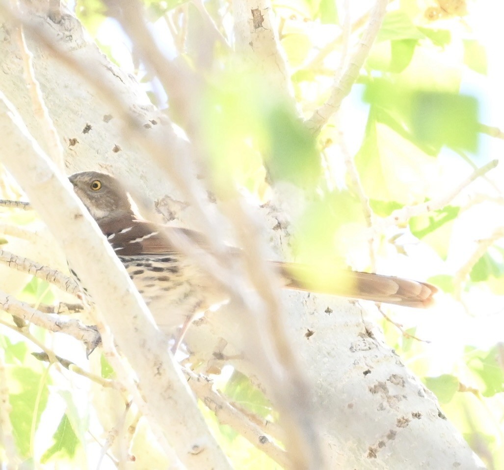 Brown Thrasher - ML642820355
