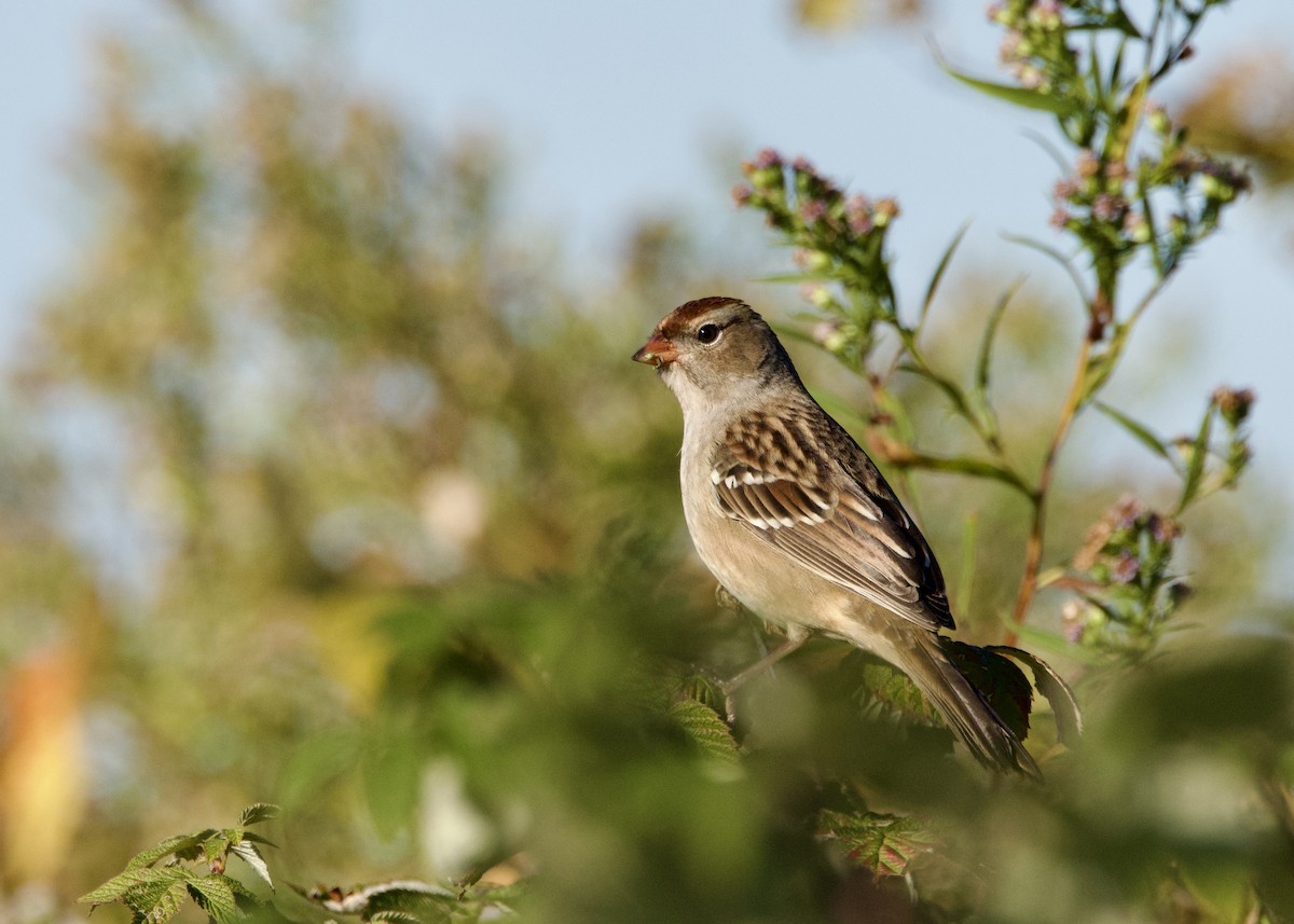 Bruant à couronne blanche - ML642820356