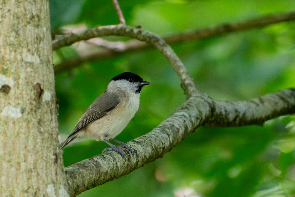 Mésange nonnette - ML642820357