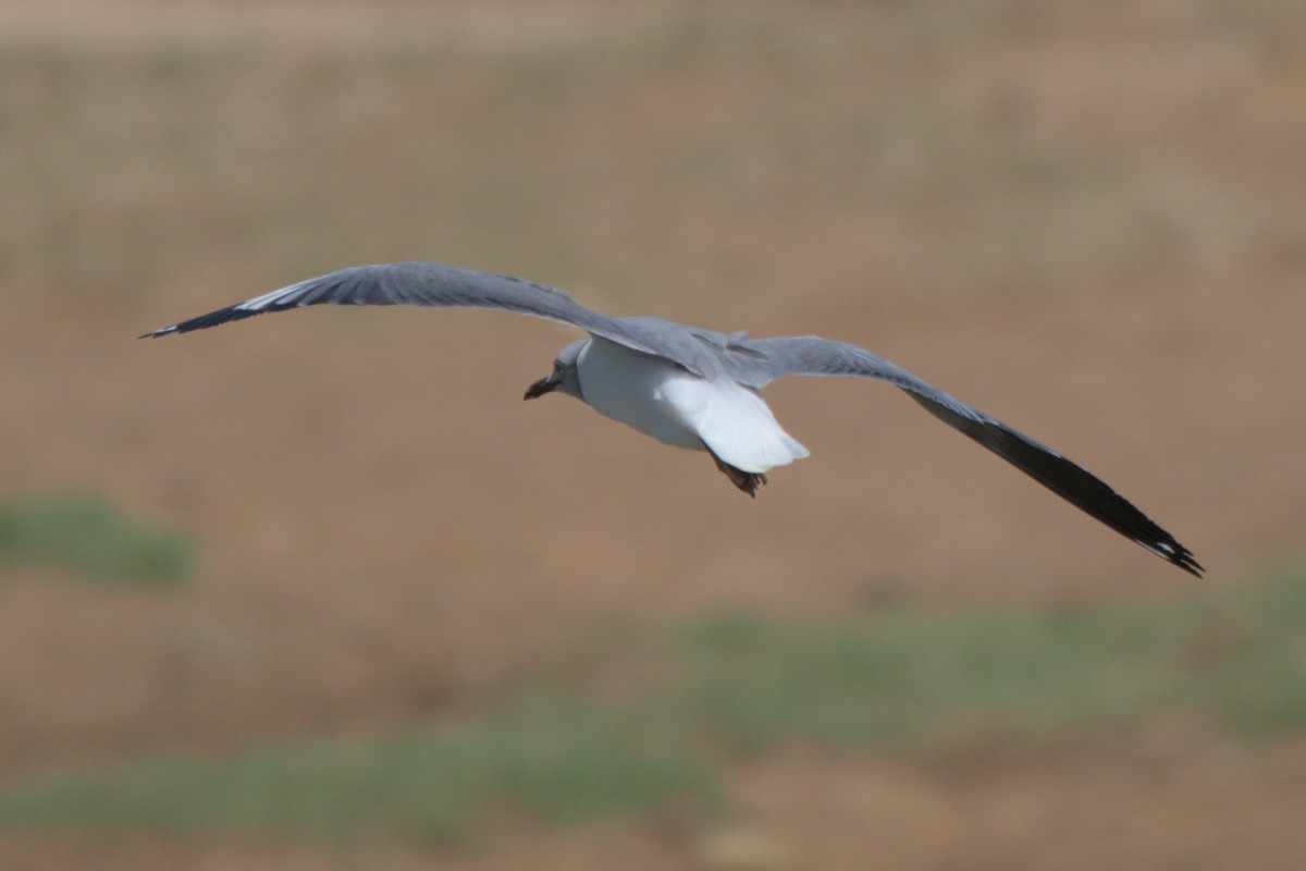 Gabbiano testagrigia - ML642820380