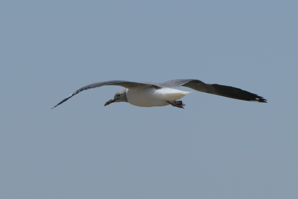 Gabbiano testagrigia - ML642820381