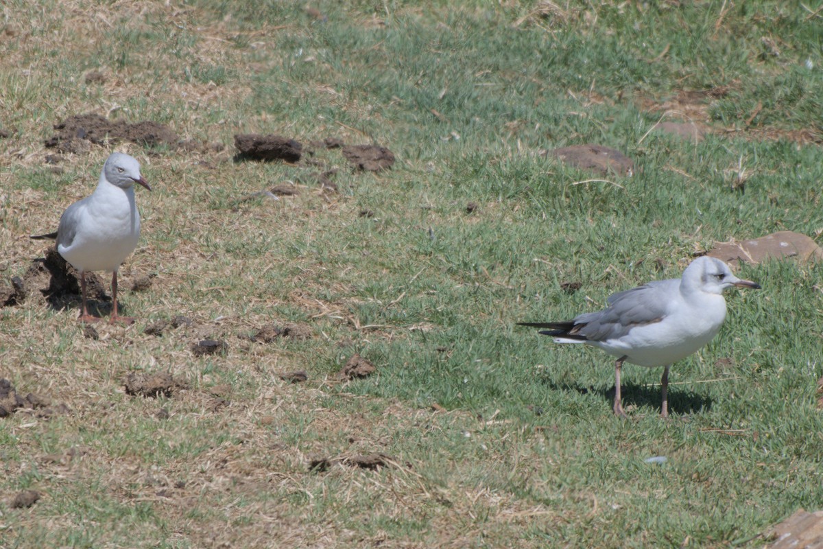 Gabbiano testagrigia - ML642820385