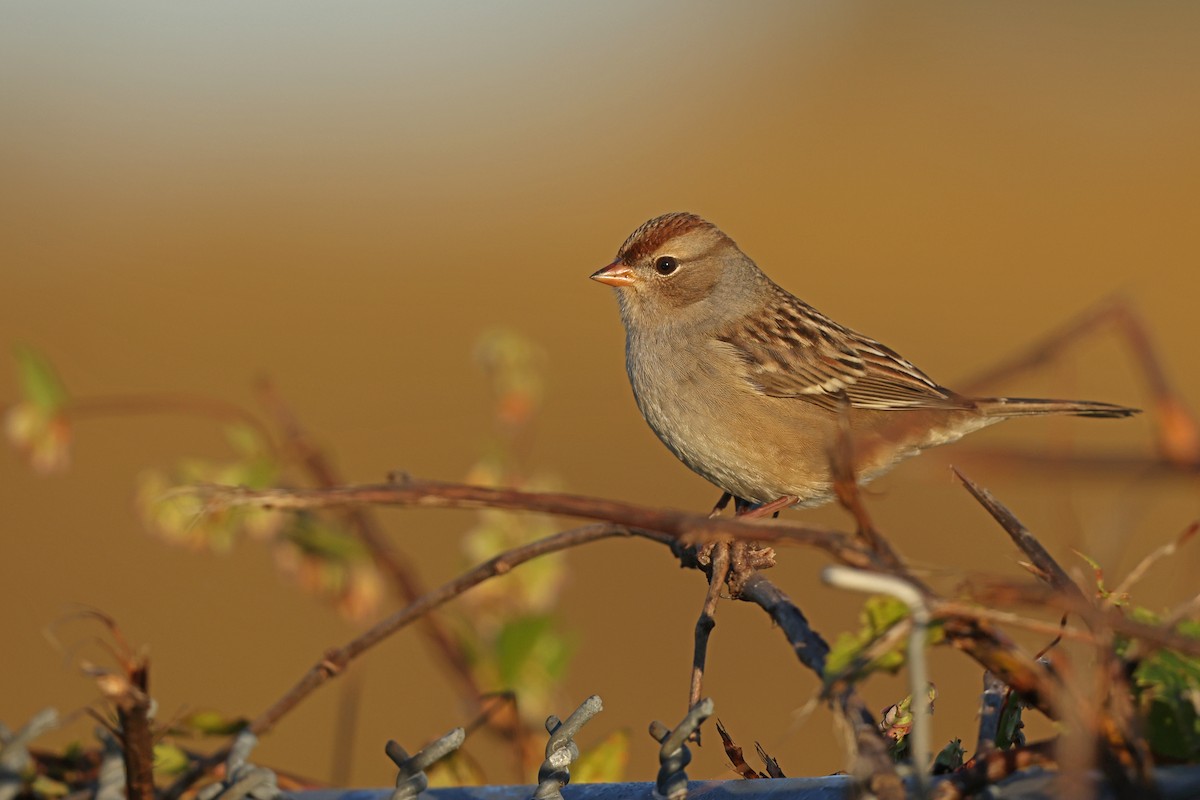 Bruant à couronne blanche - ML642820396
