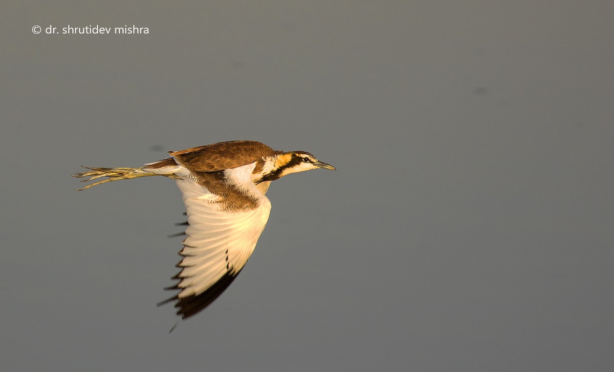 Pheasant-tailed Jacana - ML64282041