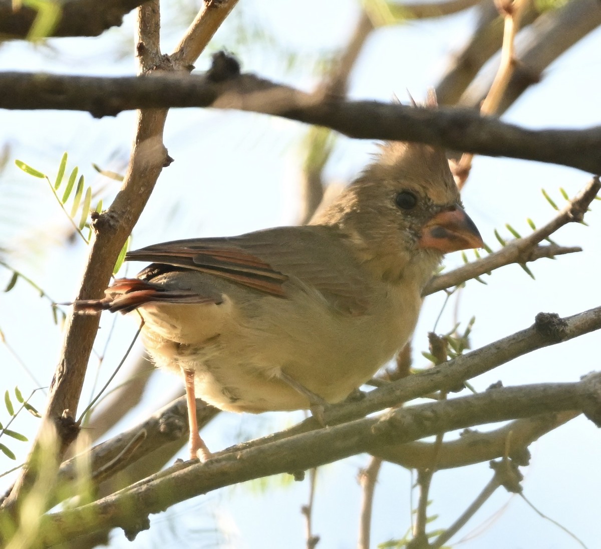 Cardinal rouge - ML642820413