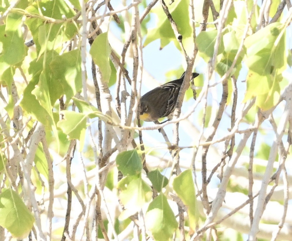 Yellow-rumped Warbler - ML642820421