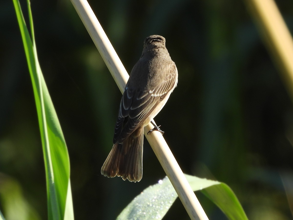 ムナフヒタキ（striata グループ） - ML642820424