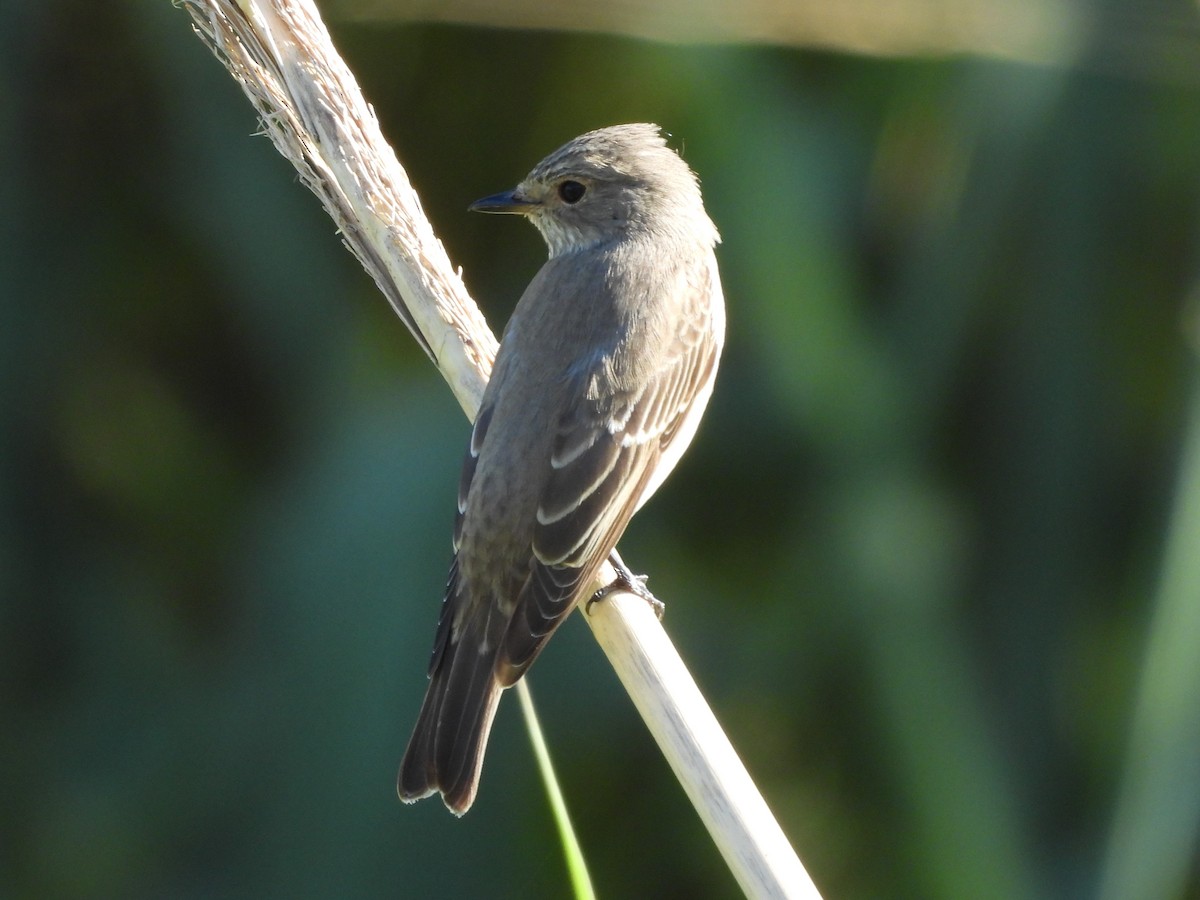 ムナフヒタキ（striata グループ） - ML642820426