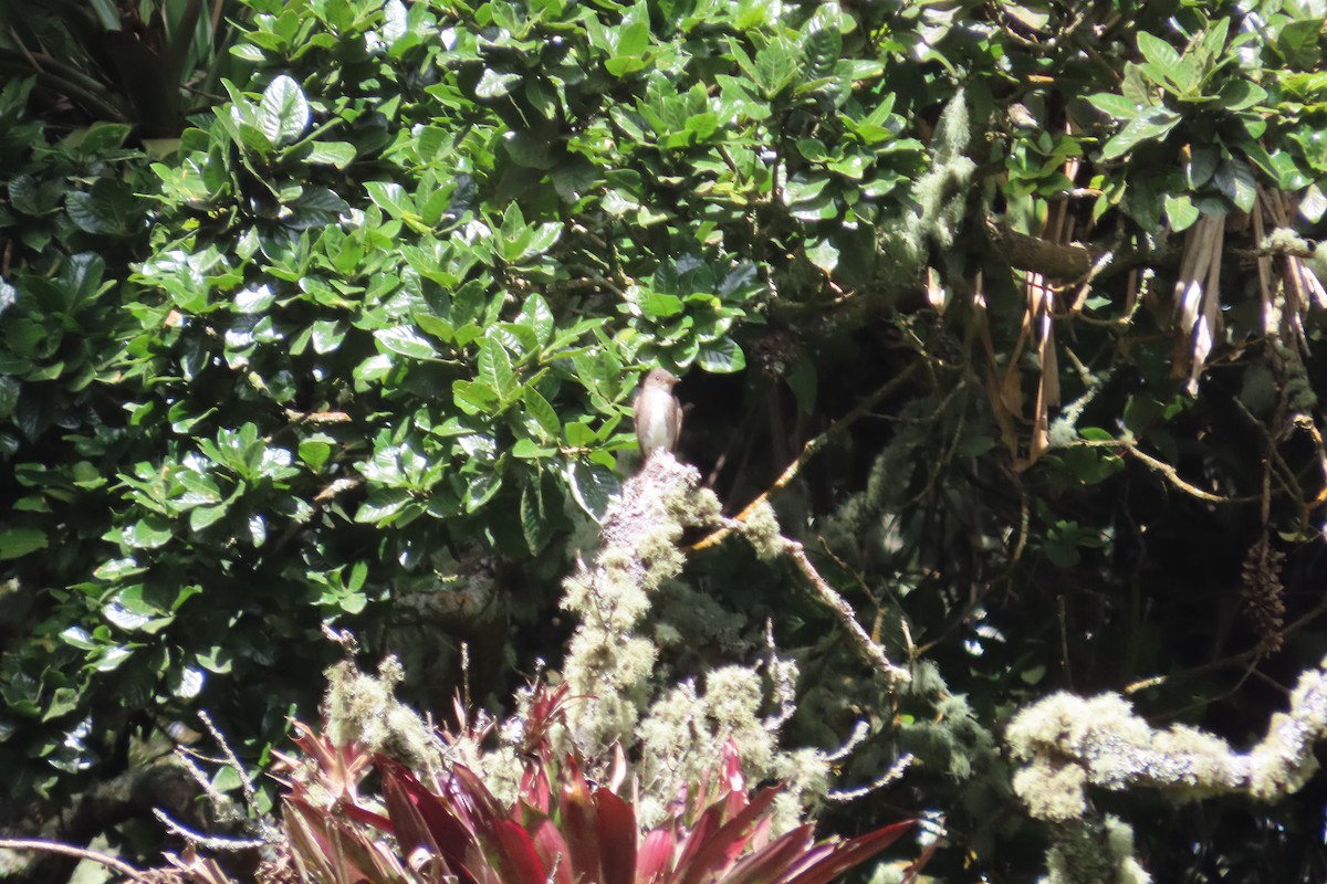 Olive-sided Flycatcher - ML642820428