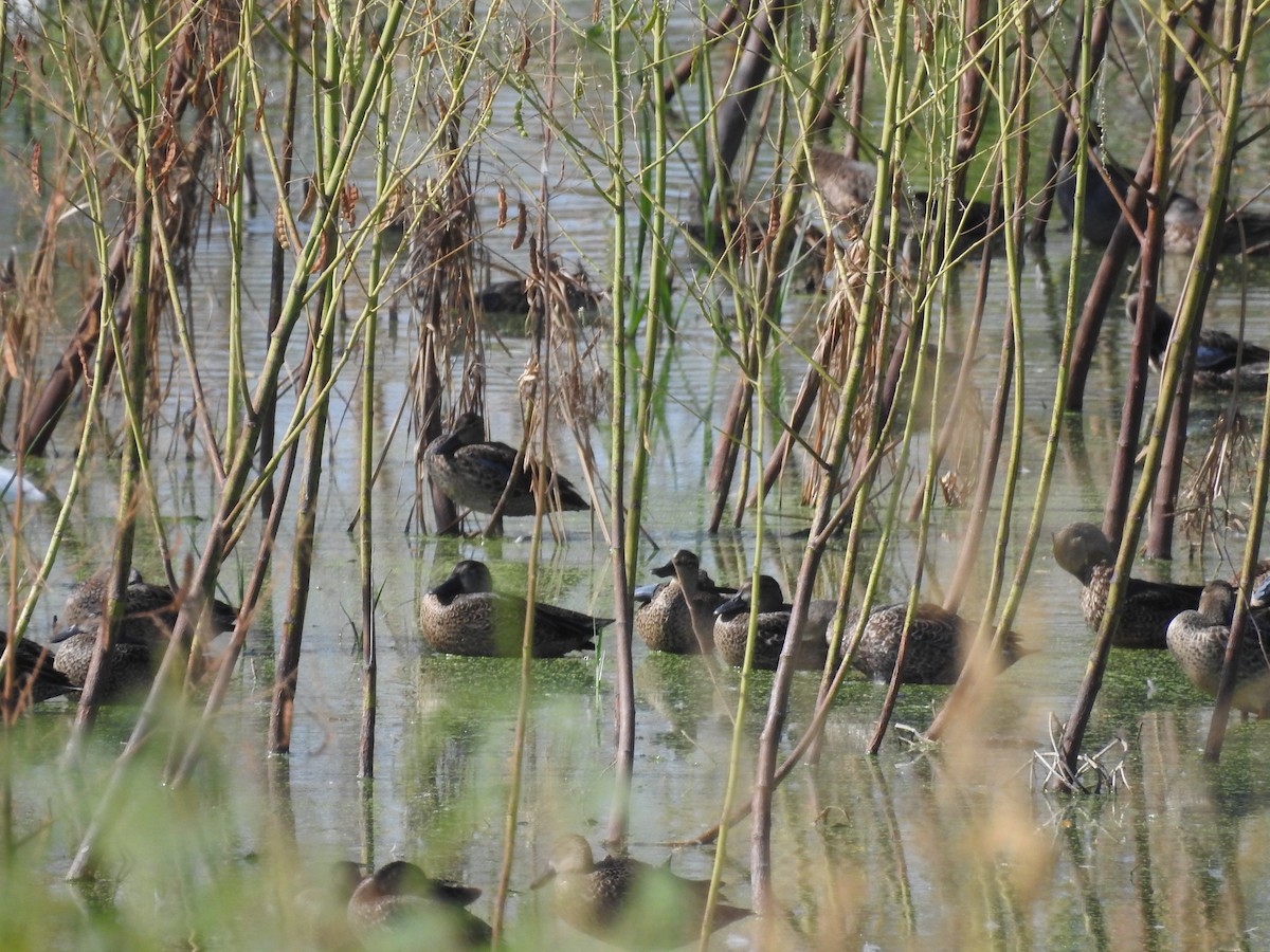 Blue-winged Teal - ML642820431