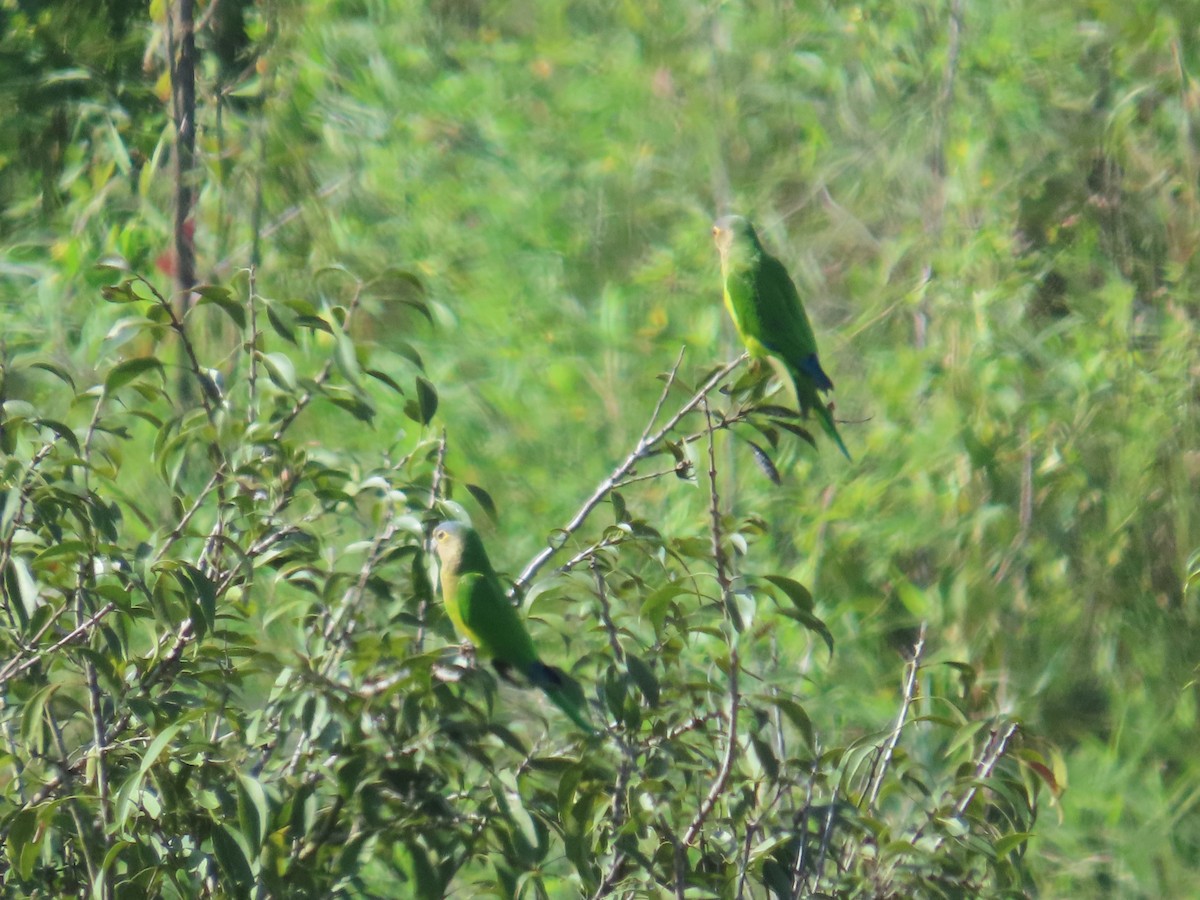 Brown-throated Parakeet - ML642820435