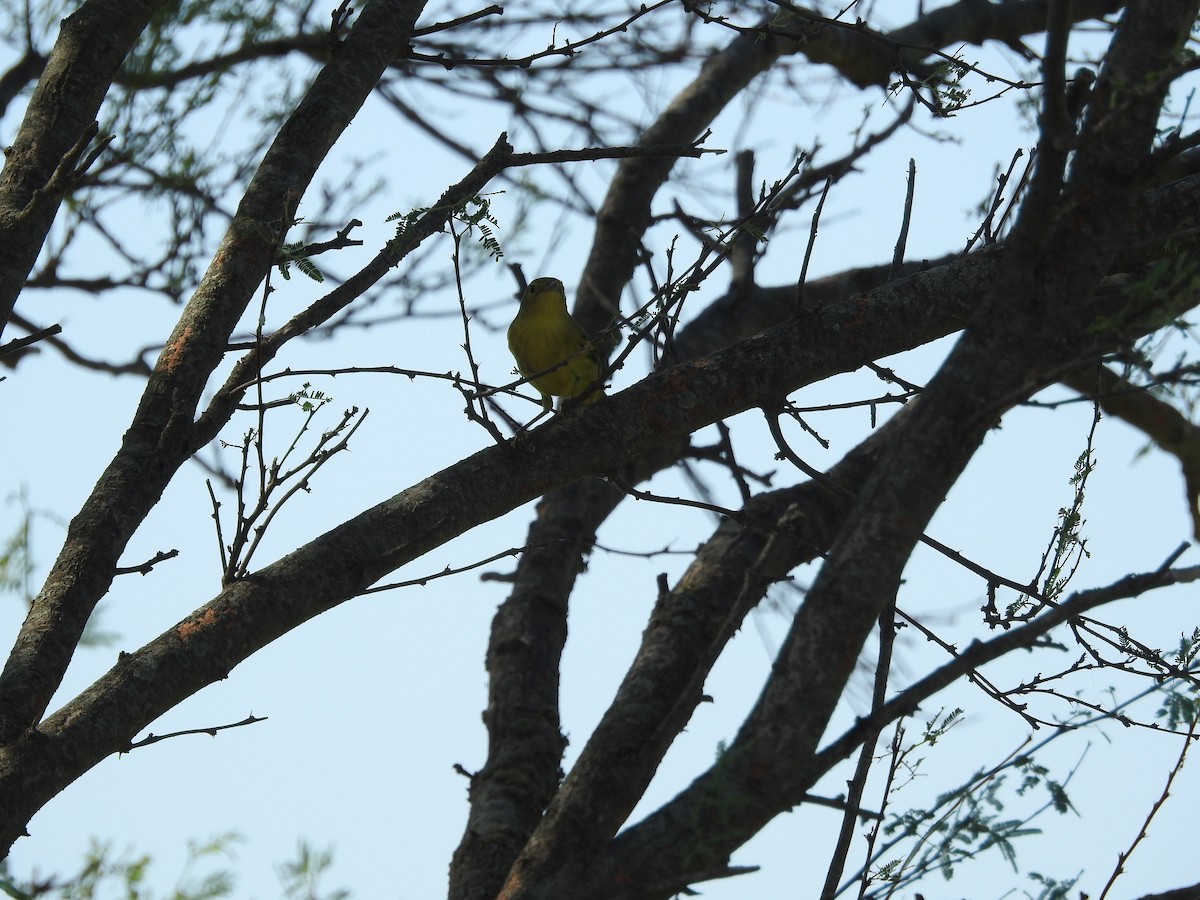Yellow Warbler - ML642820447