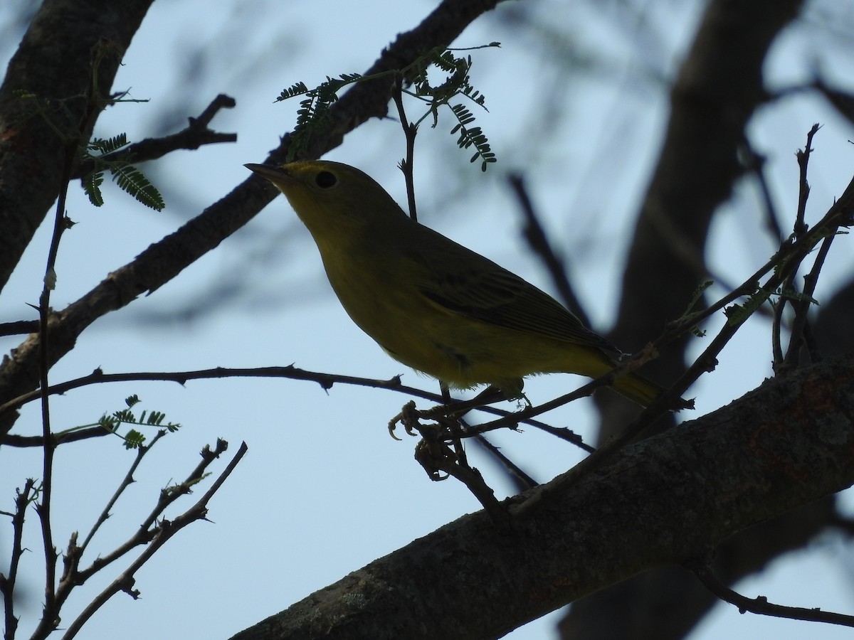 Yellow Warbler - ML642820448
