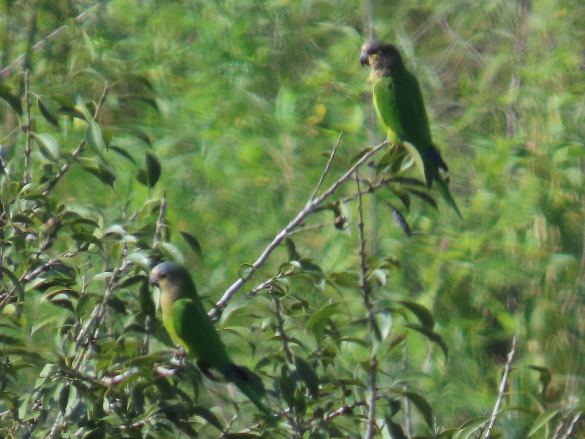 Brown-throated Parakeet - ML642820465