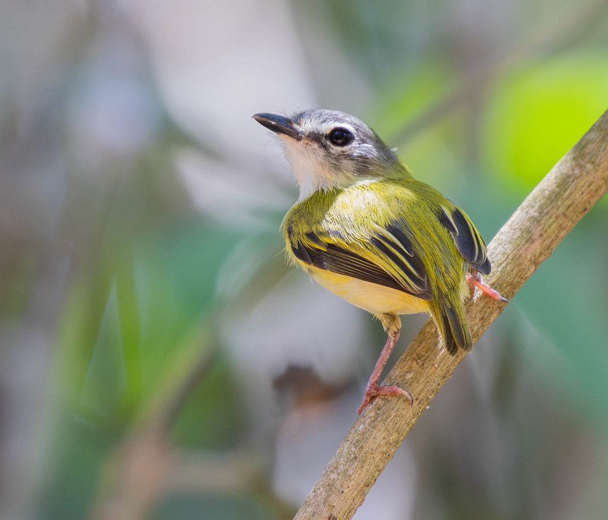 Microtyran à queue courte - ML642820470