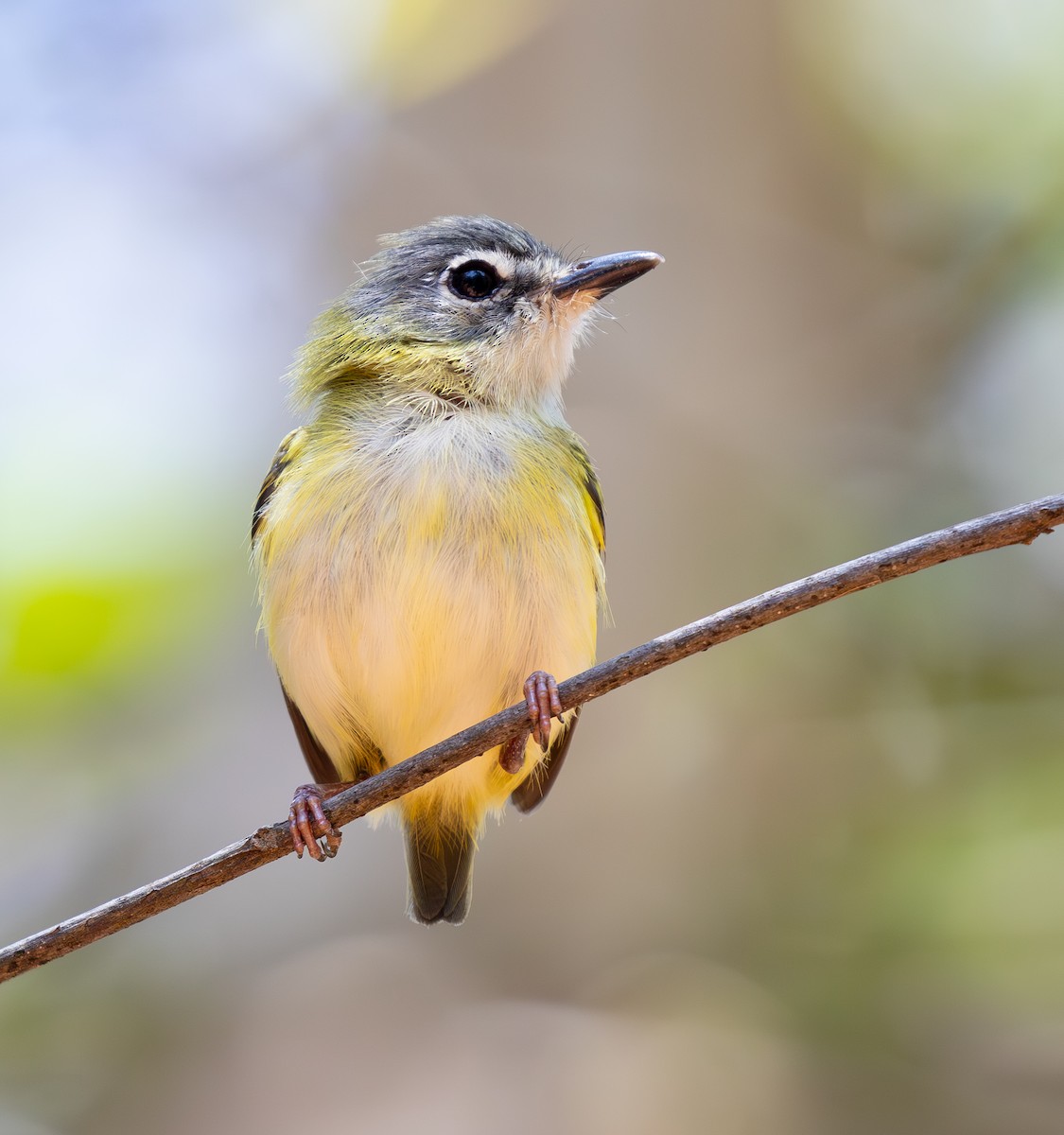 Short-tailed Pygmy-Tyrant - ML642820471