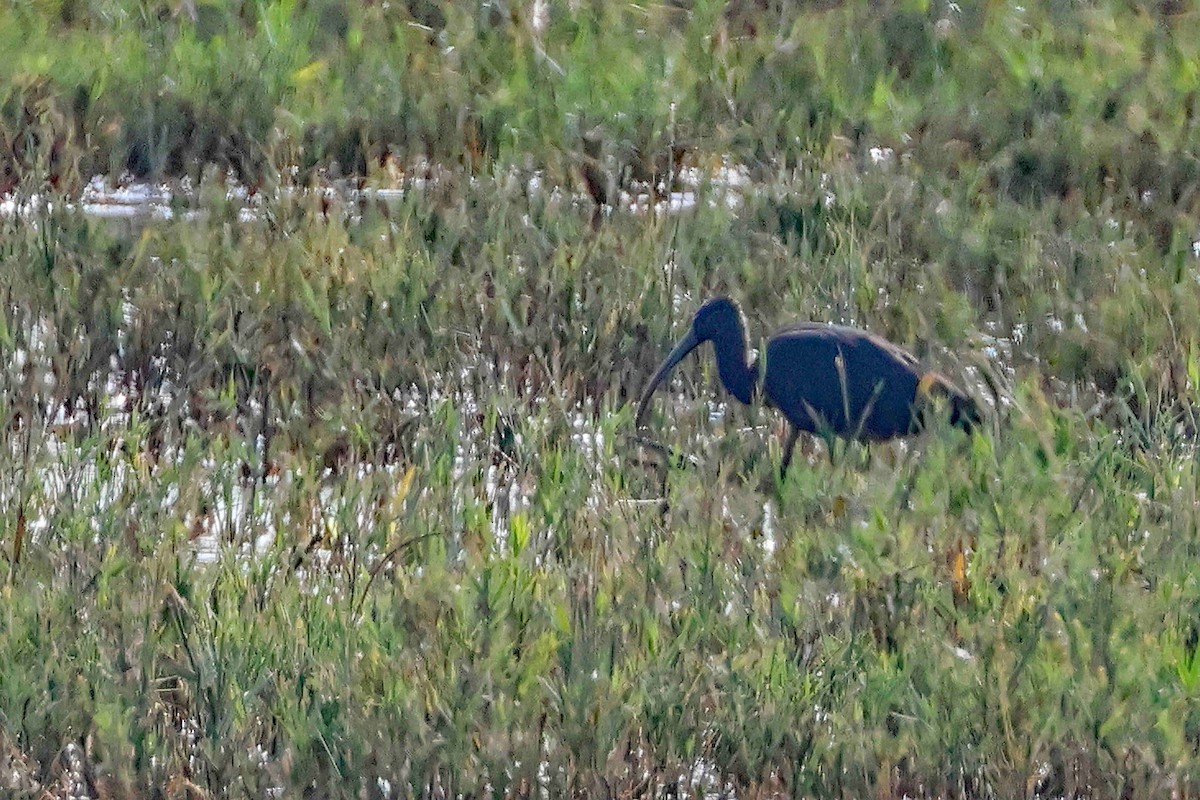 Glossy Ibis - ML642820485