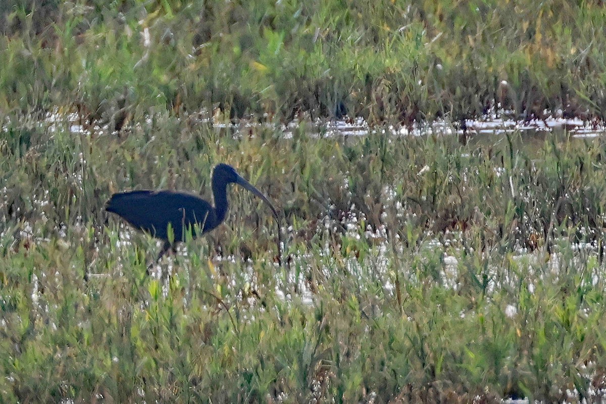 Glossy Ibis - ML642820486