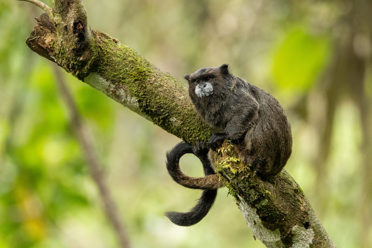 Black-mantled Tamarin - ML642820487