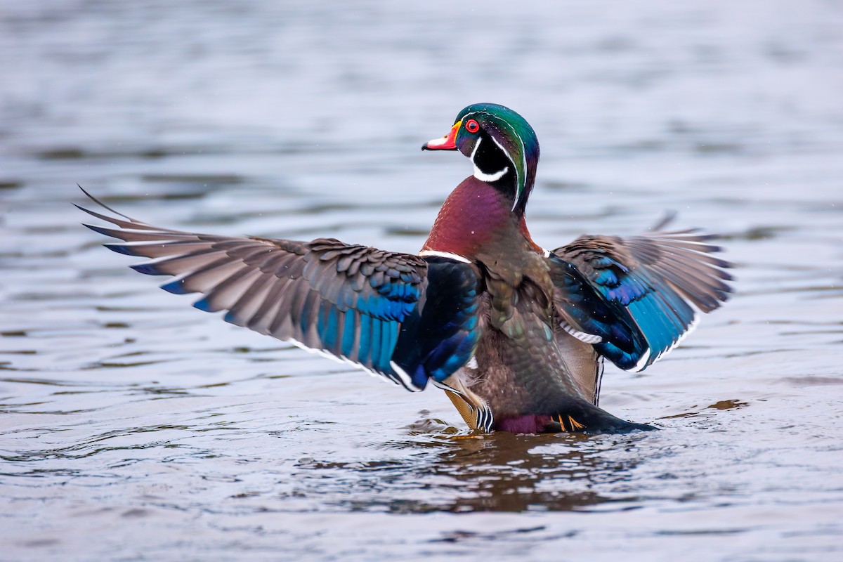 Wood Duck - ML642820498