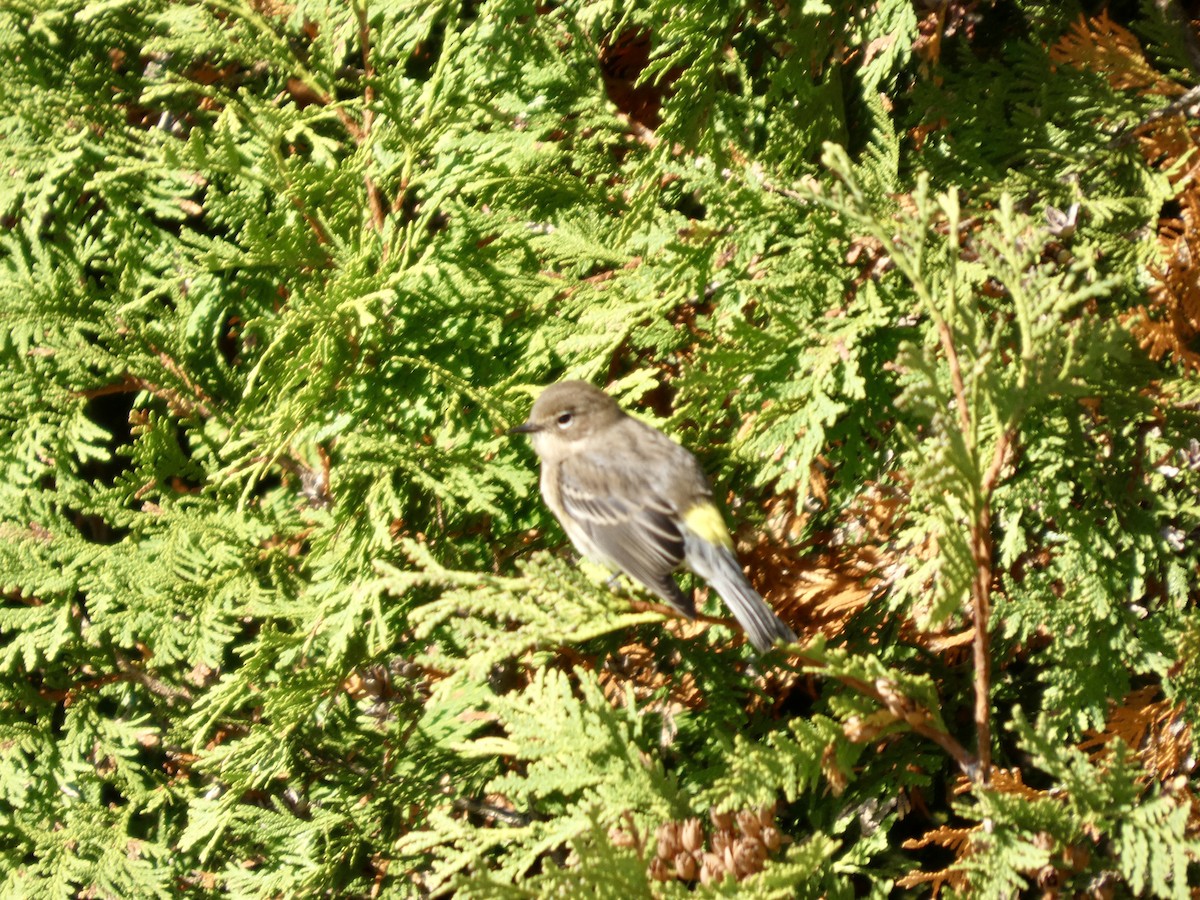 Yellow-rumped Warbler - ML642820499