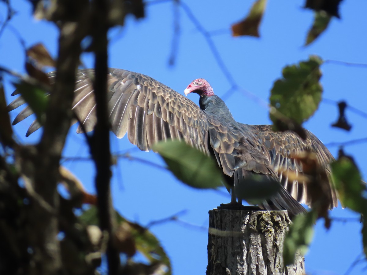 Turkey Vulture - ML642820500