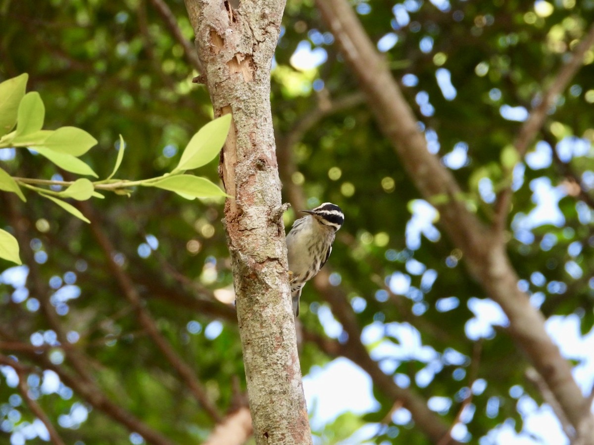 Black-and-white Warbler - ML642820501