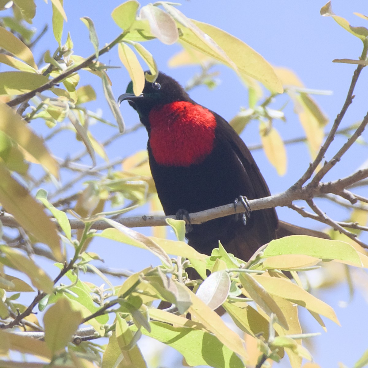Scarlet-chested Sunbird - ML642820504