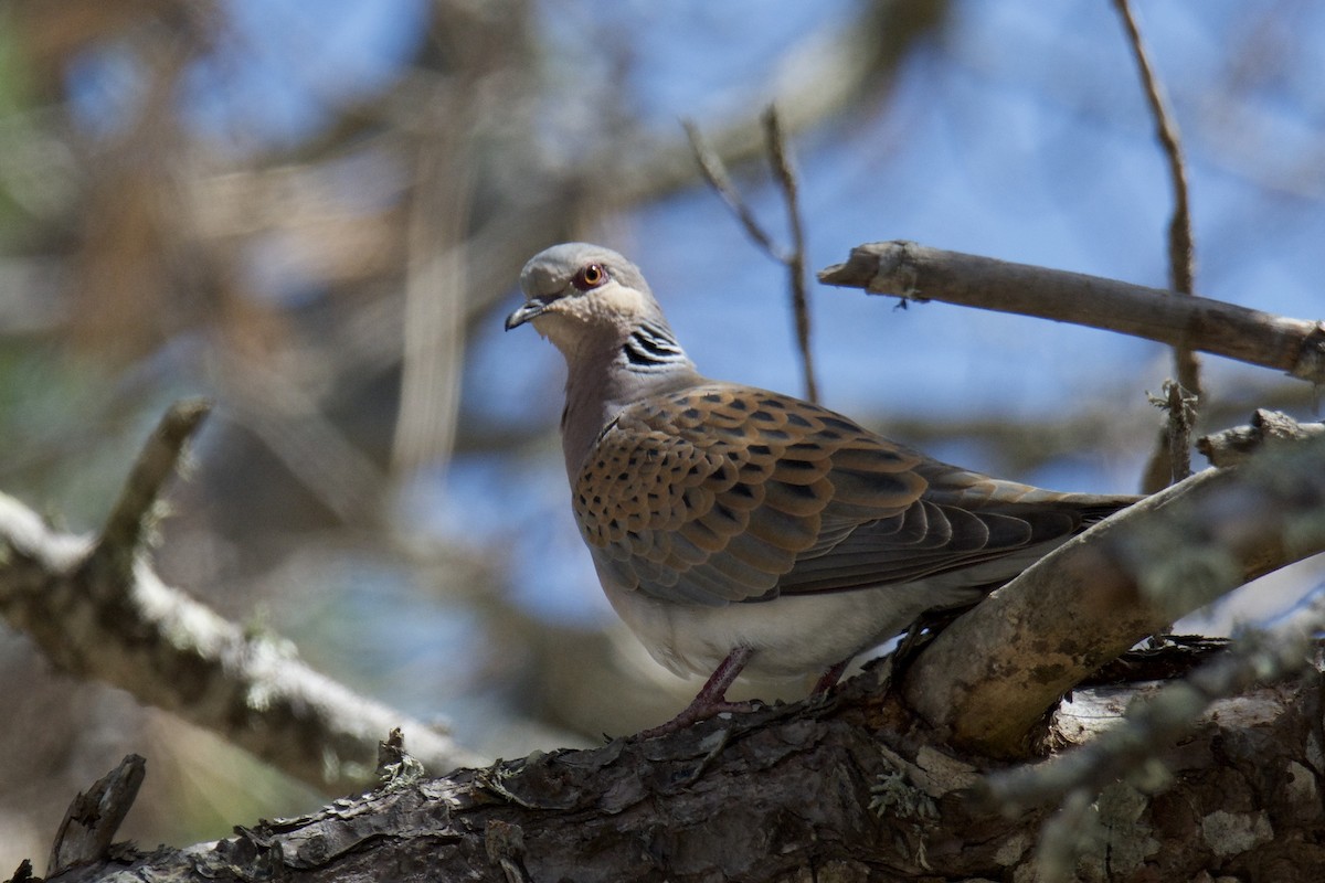 European Turtle-Dove - ML642820506